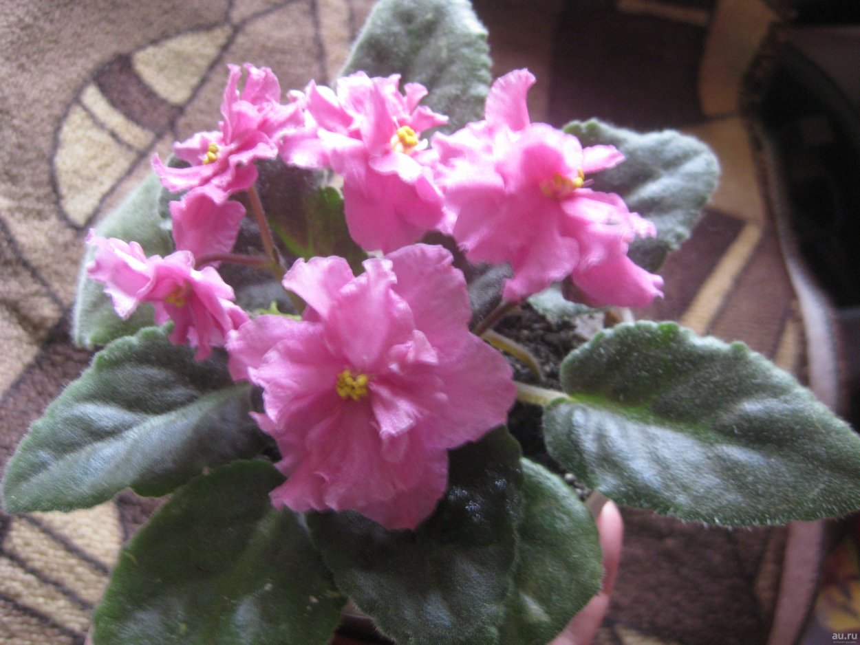 Фиалка Розанна