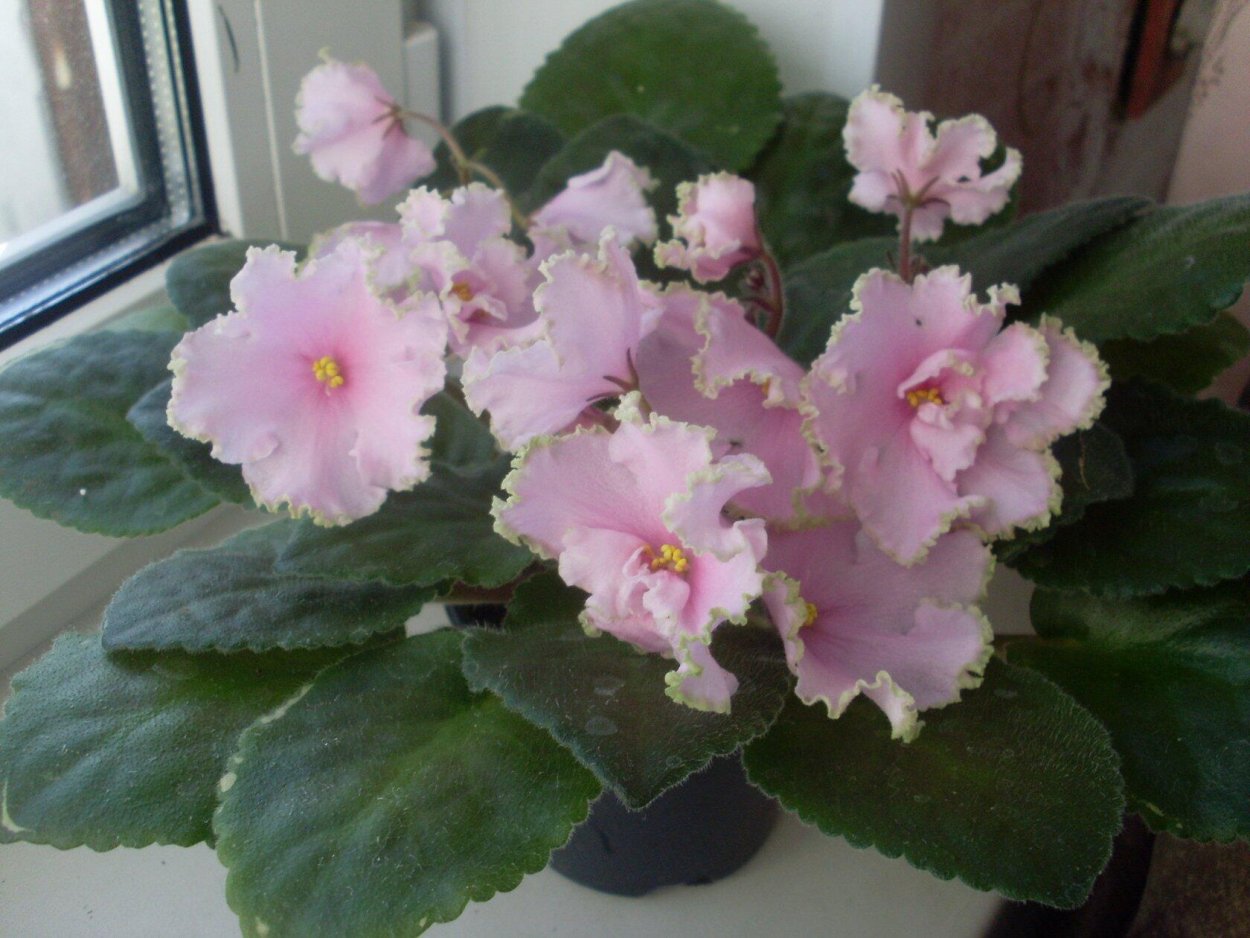 Фиалка РМ розовый шифон