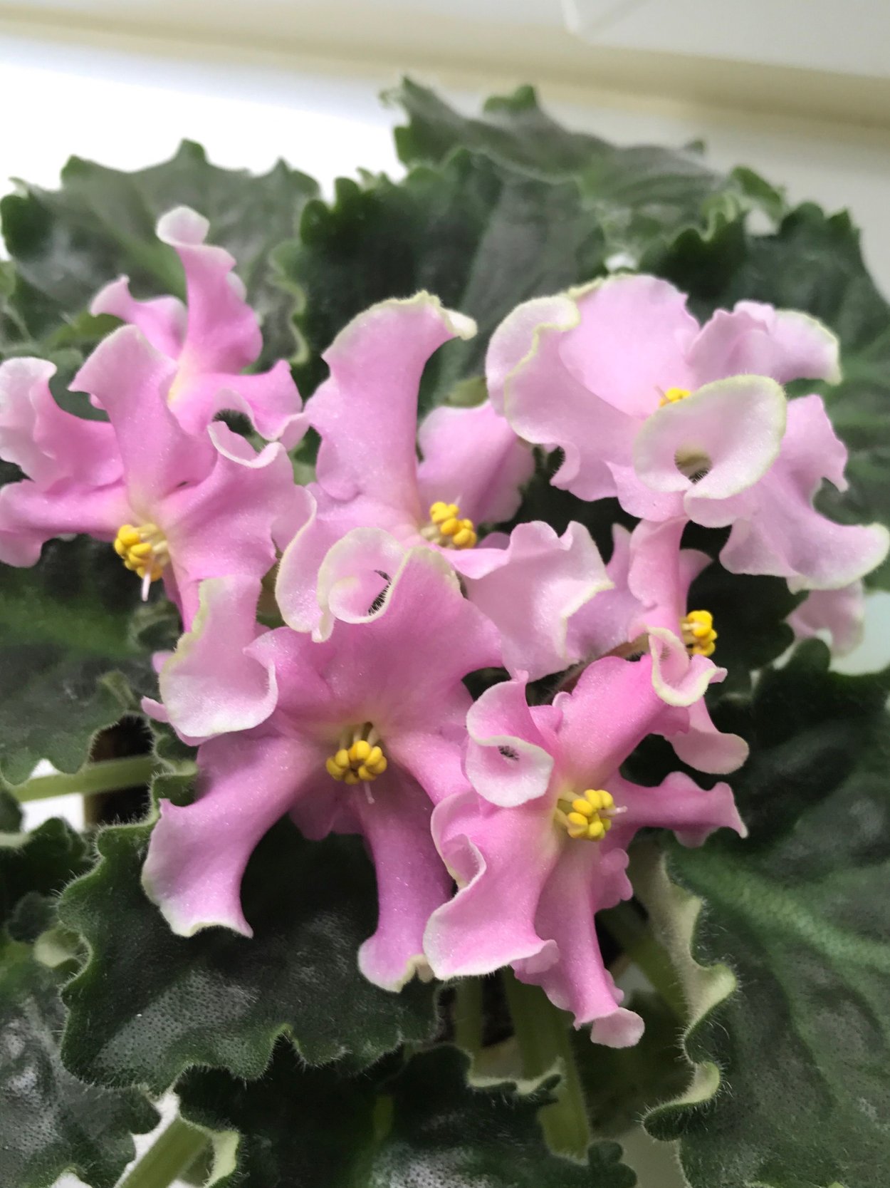 Фиалка сантпаулия