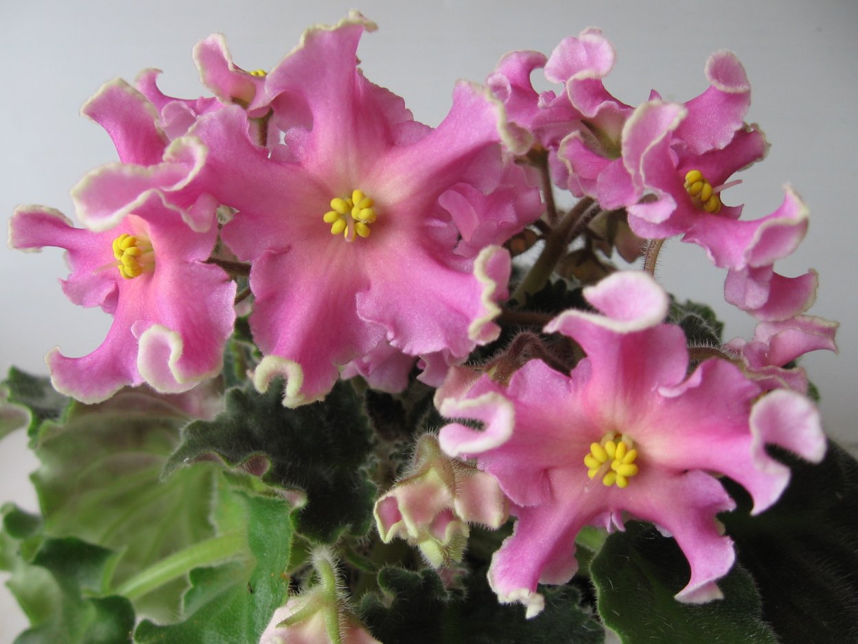 РМ-розовая волна фиалка