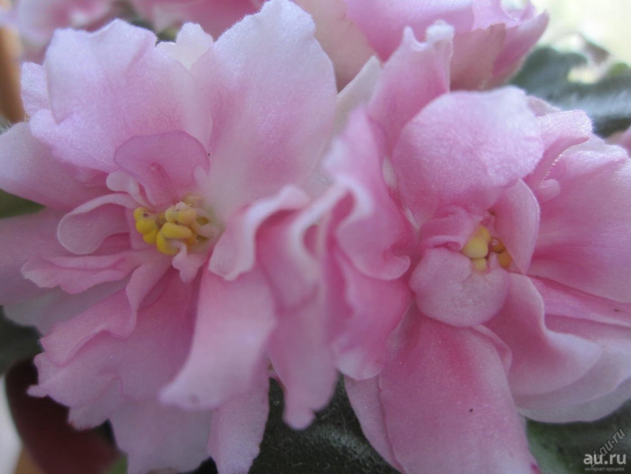 Сенполия розовая Жемчужина