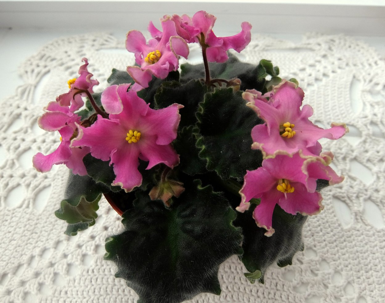 Фиалка розовая волна