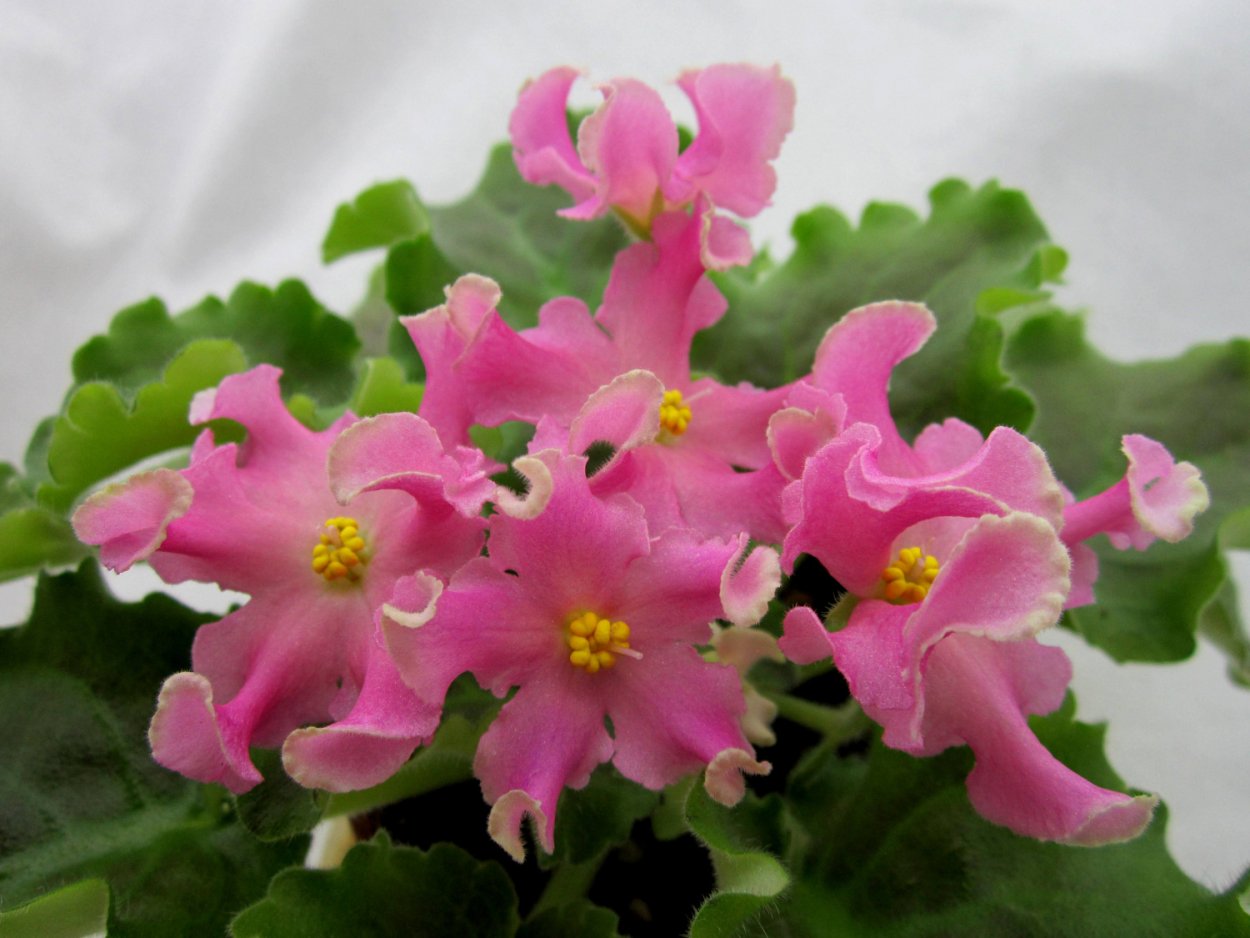 Сенполия розовая волна