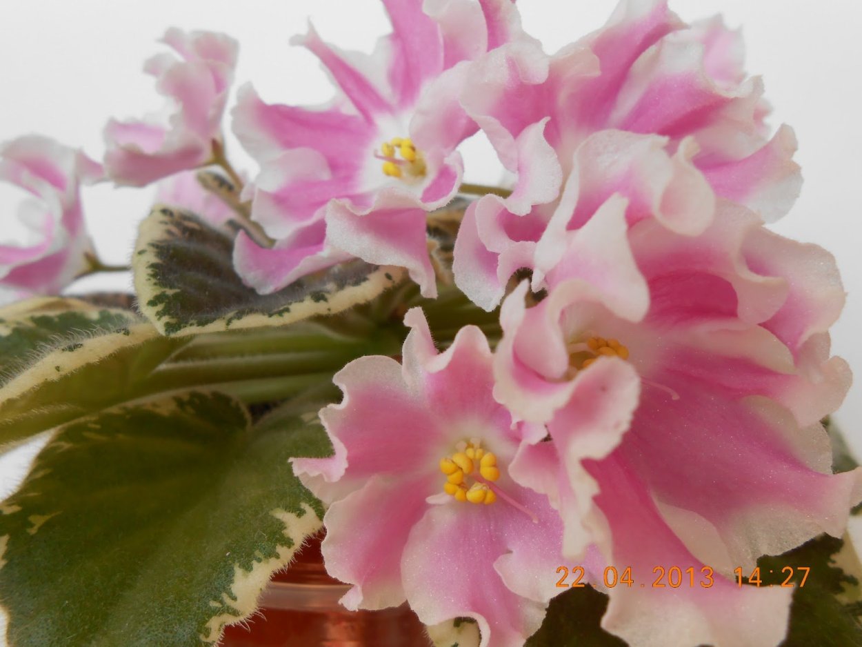 Pink Miracle фиалка