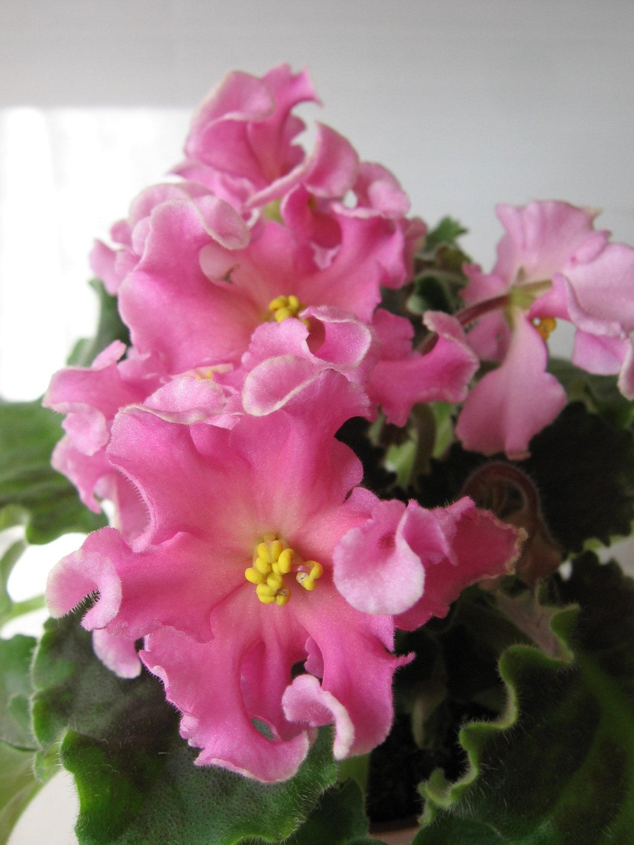 РМ Лукоморье фиалка