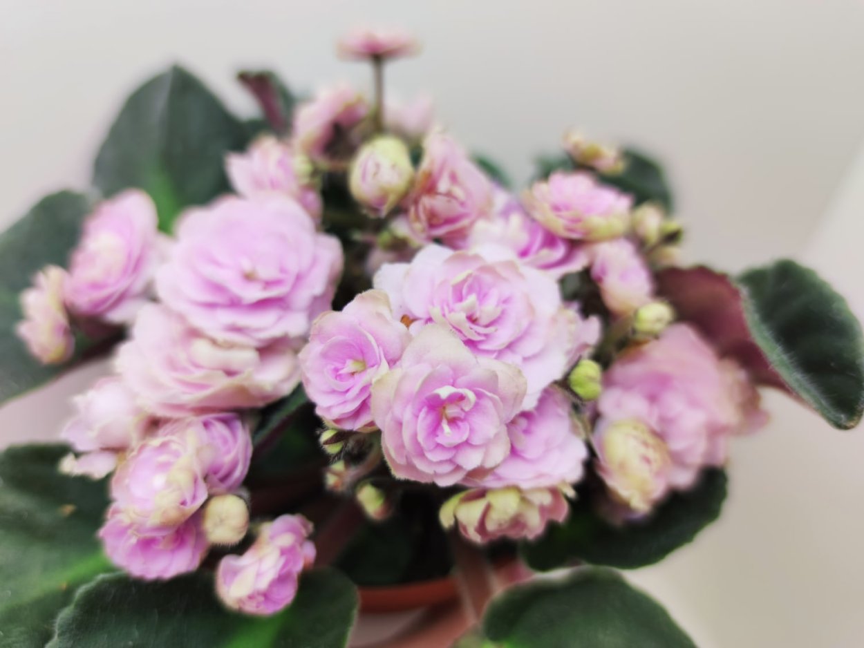 Фиалка Humako Pink