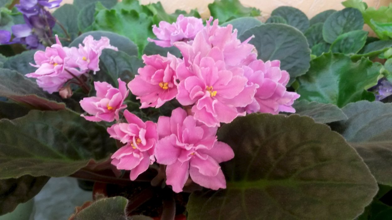 Фиалка розовая