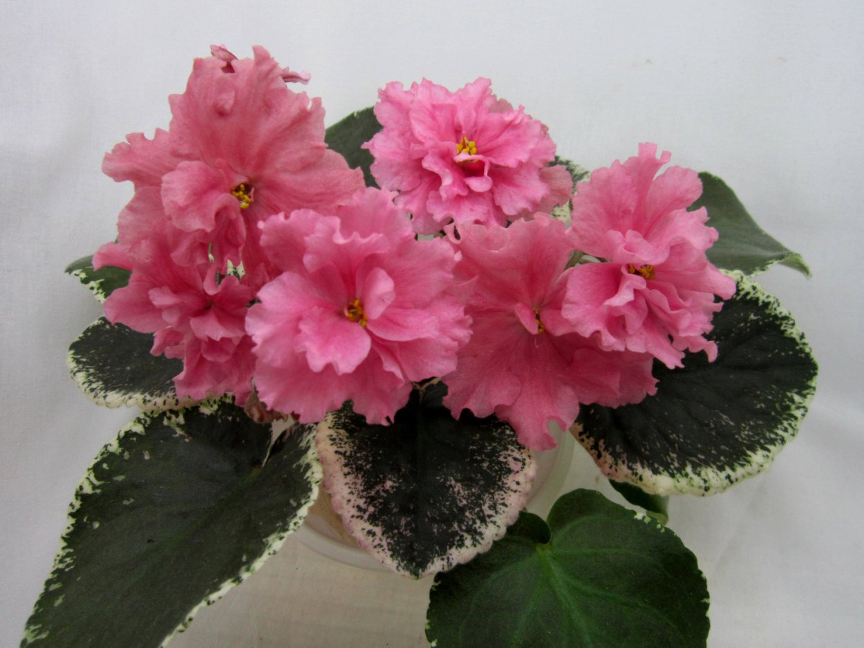 Фиалка розовое золото