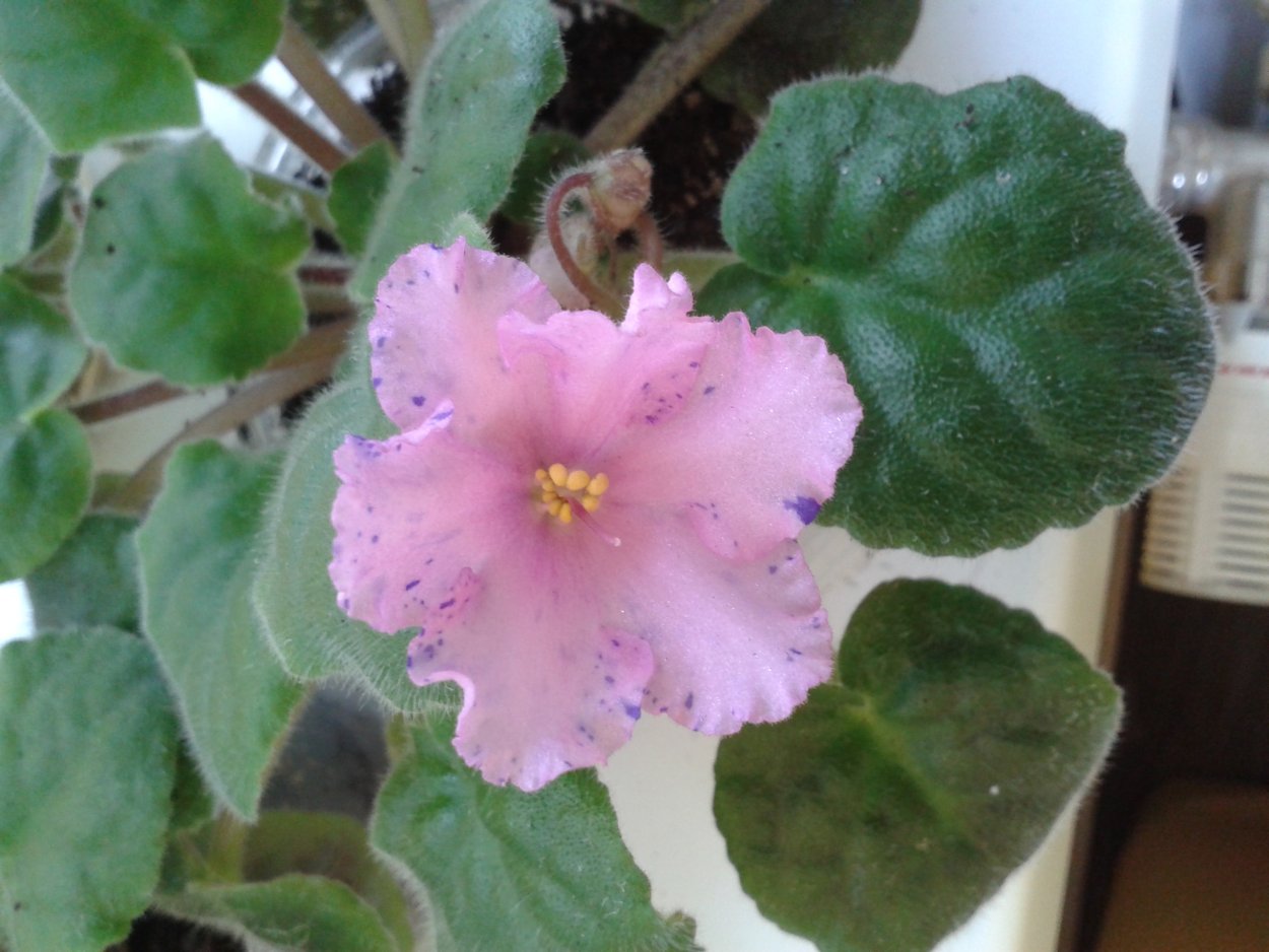 Фиалка розовая звезда немахровая