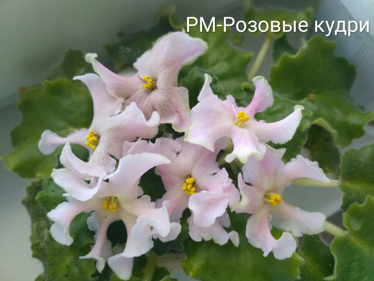 Ле розовые кудри фиалка