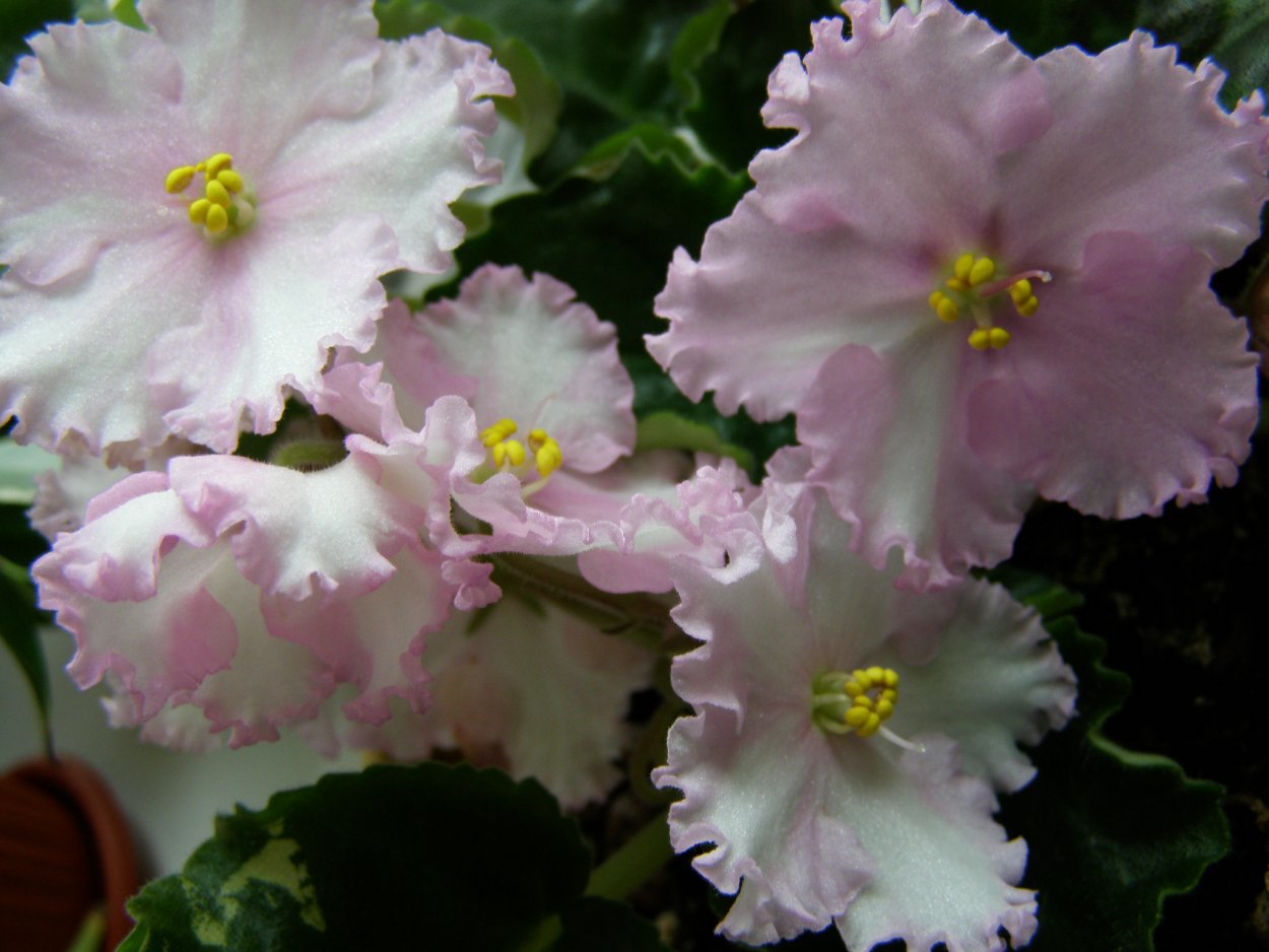 Сорт фиалки шампанская роза