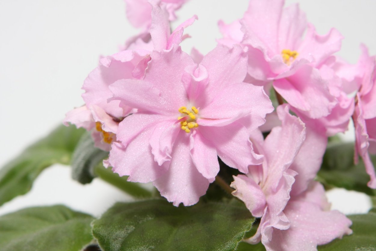 ЕК врата рая фиалка