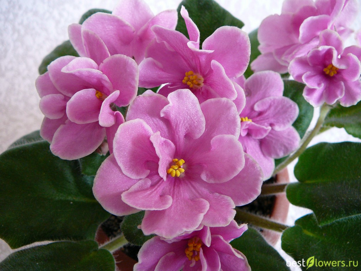 Пинк Амисс фиалка