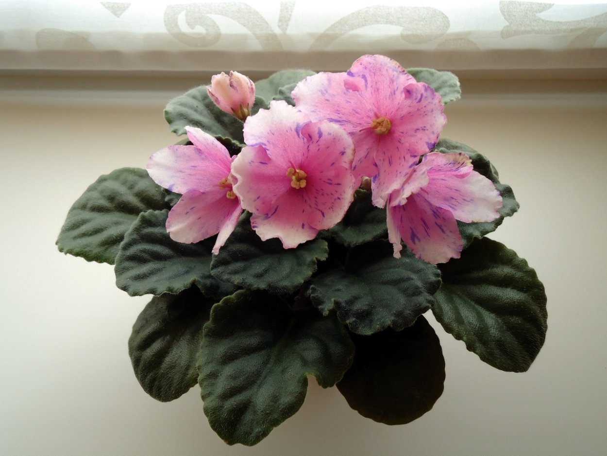 Фиалка хумако Пинк