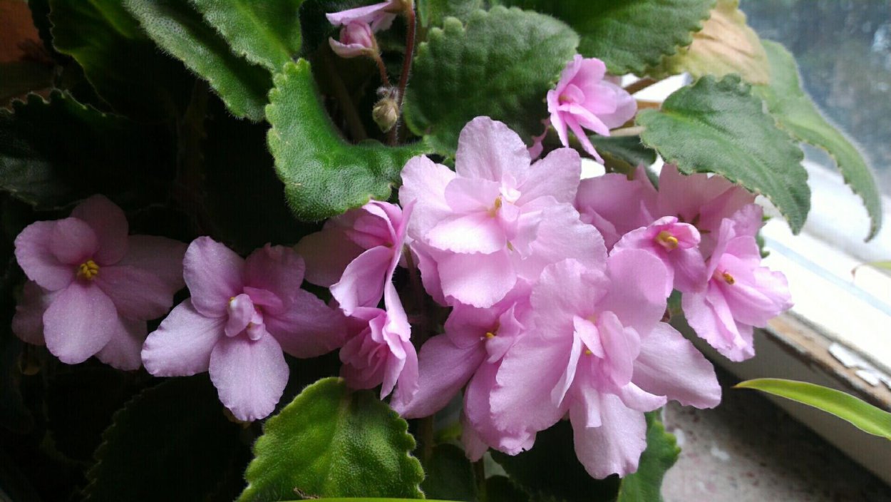 Розовый салют фиалка