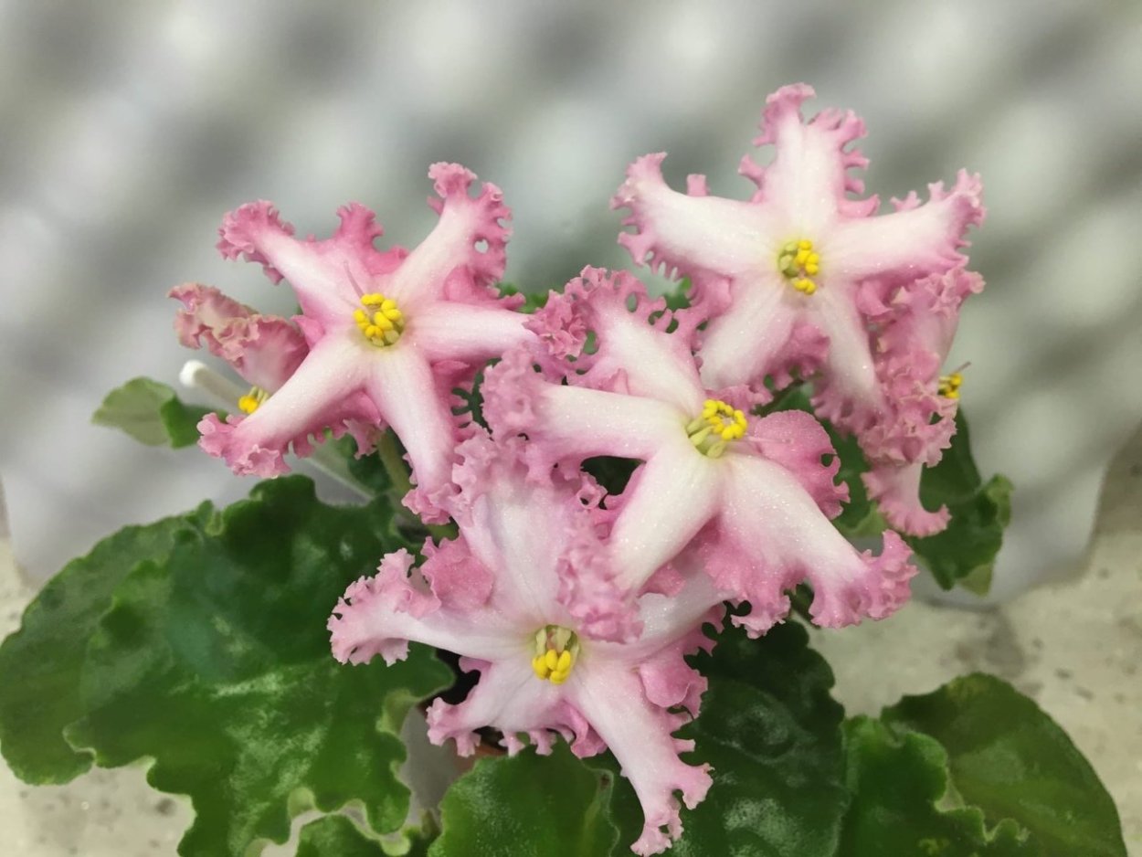 Сенполия магия