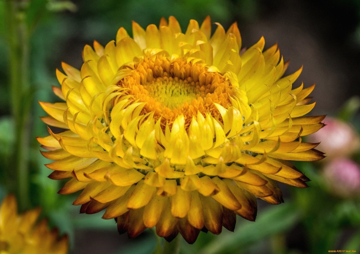 Гелихризум прицветниковый, бессмертник