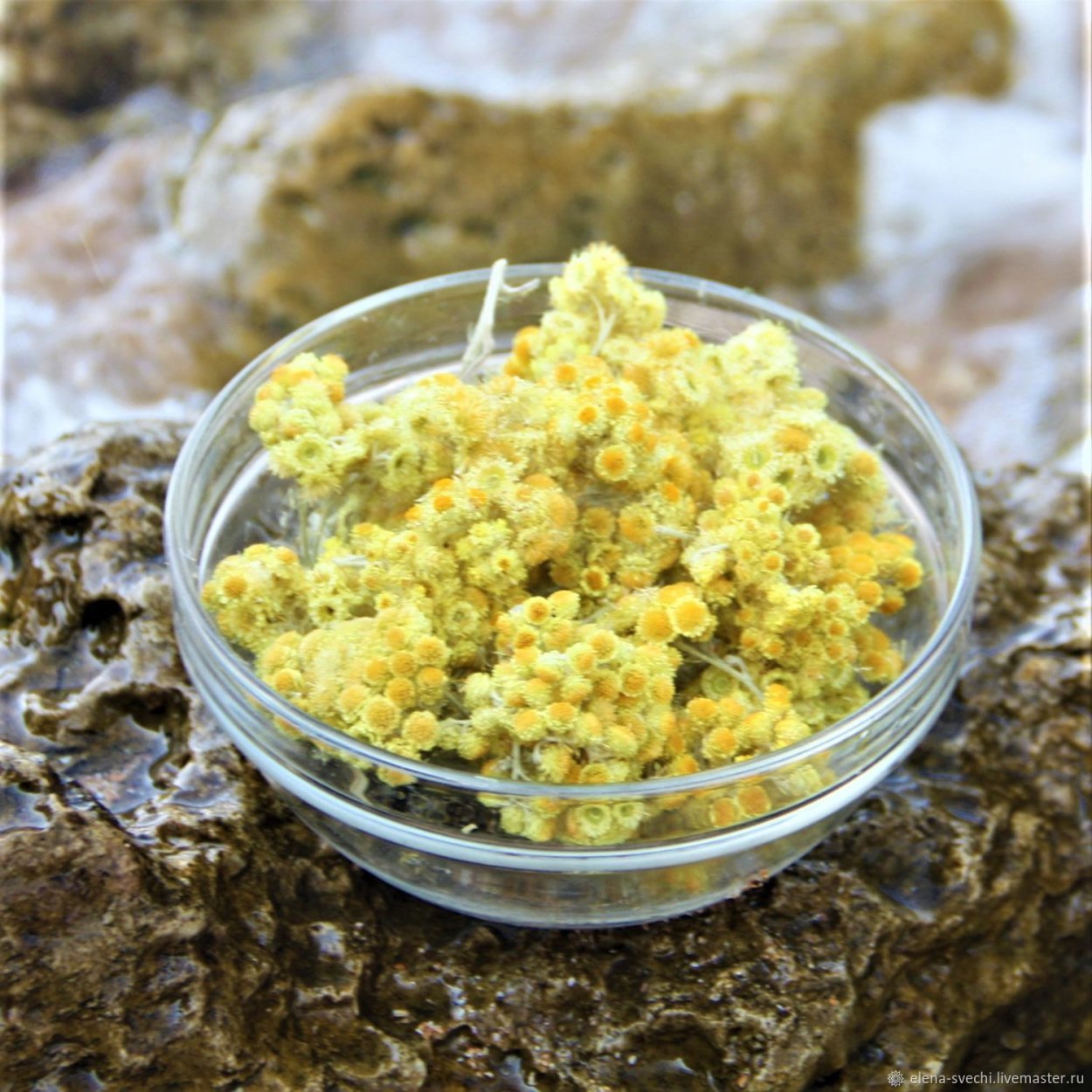 Бессмертник песчаный в Крыму