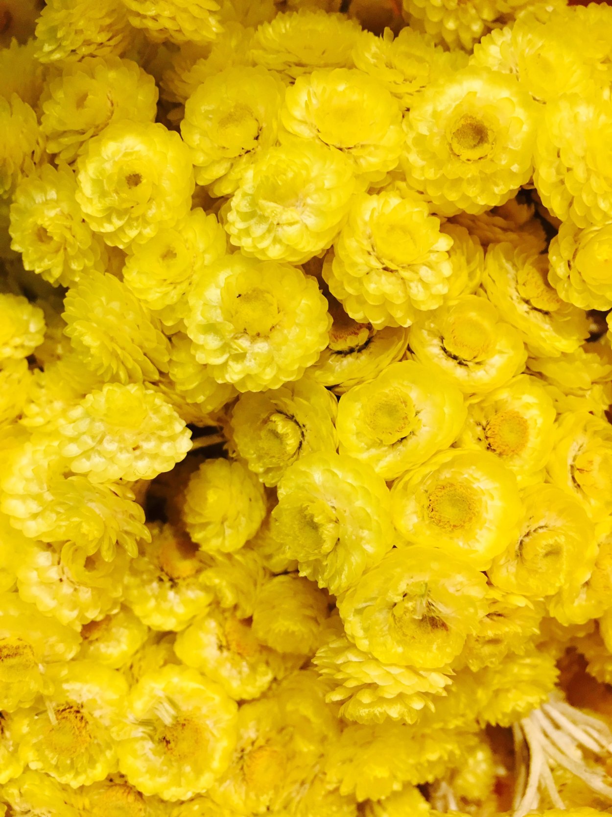 Ля Иммортель группа