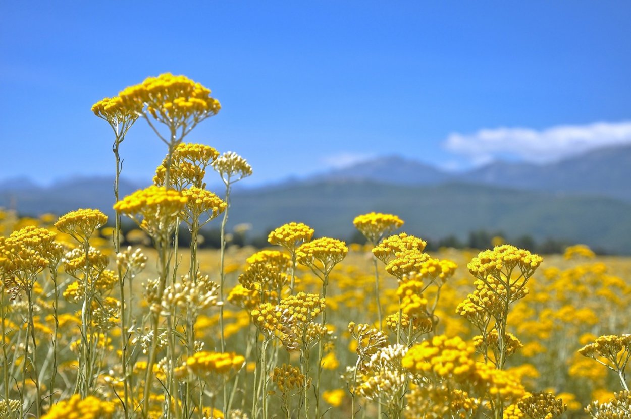 Бессмертник песчаный (цмин).