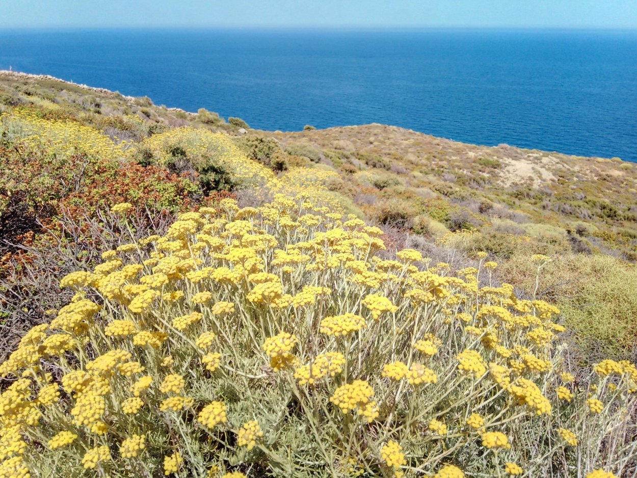 Helichrysum Italicum