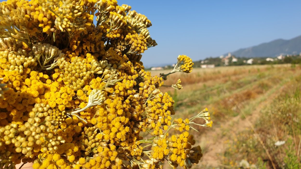 Иммортель на Корсике