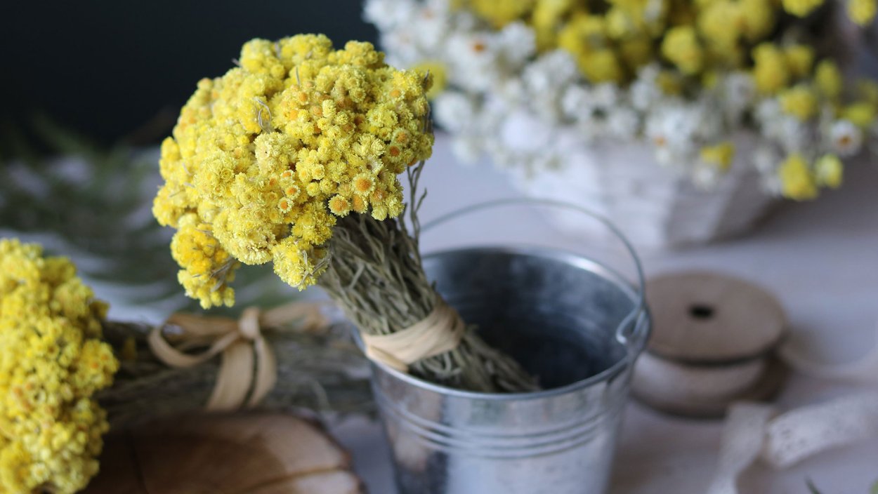 Иммортель сухоцвет