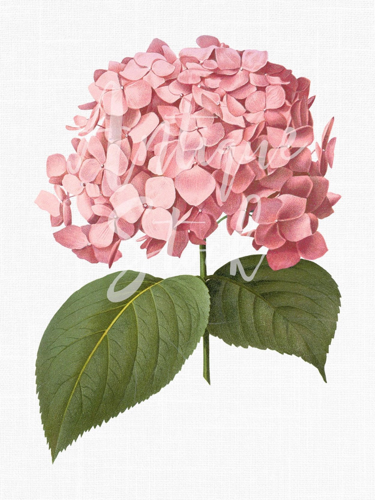 Гидрангия Джульетта