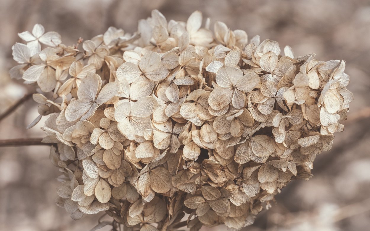 Гортензия сухая коричневая