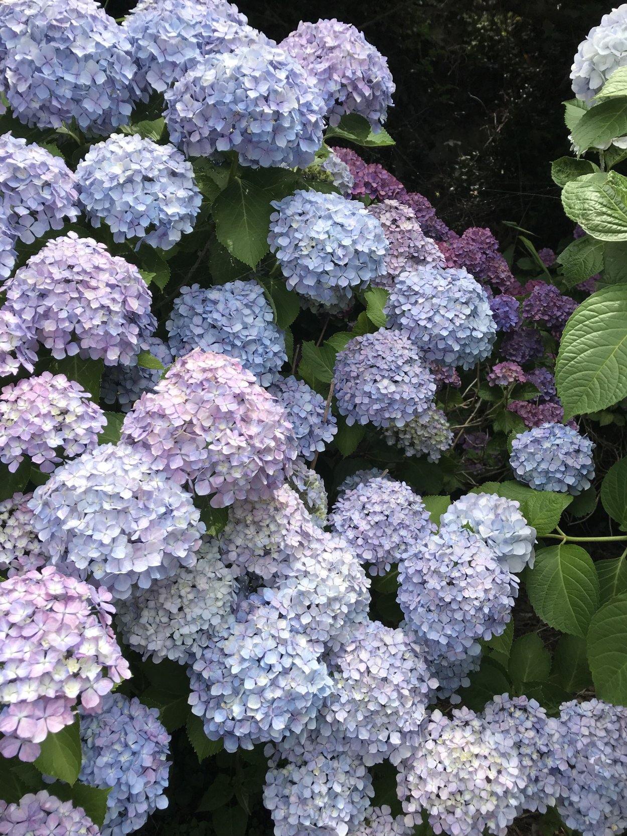 Гортензия Давида Hydrangea davidii