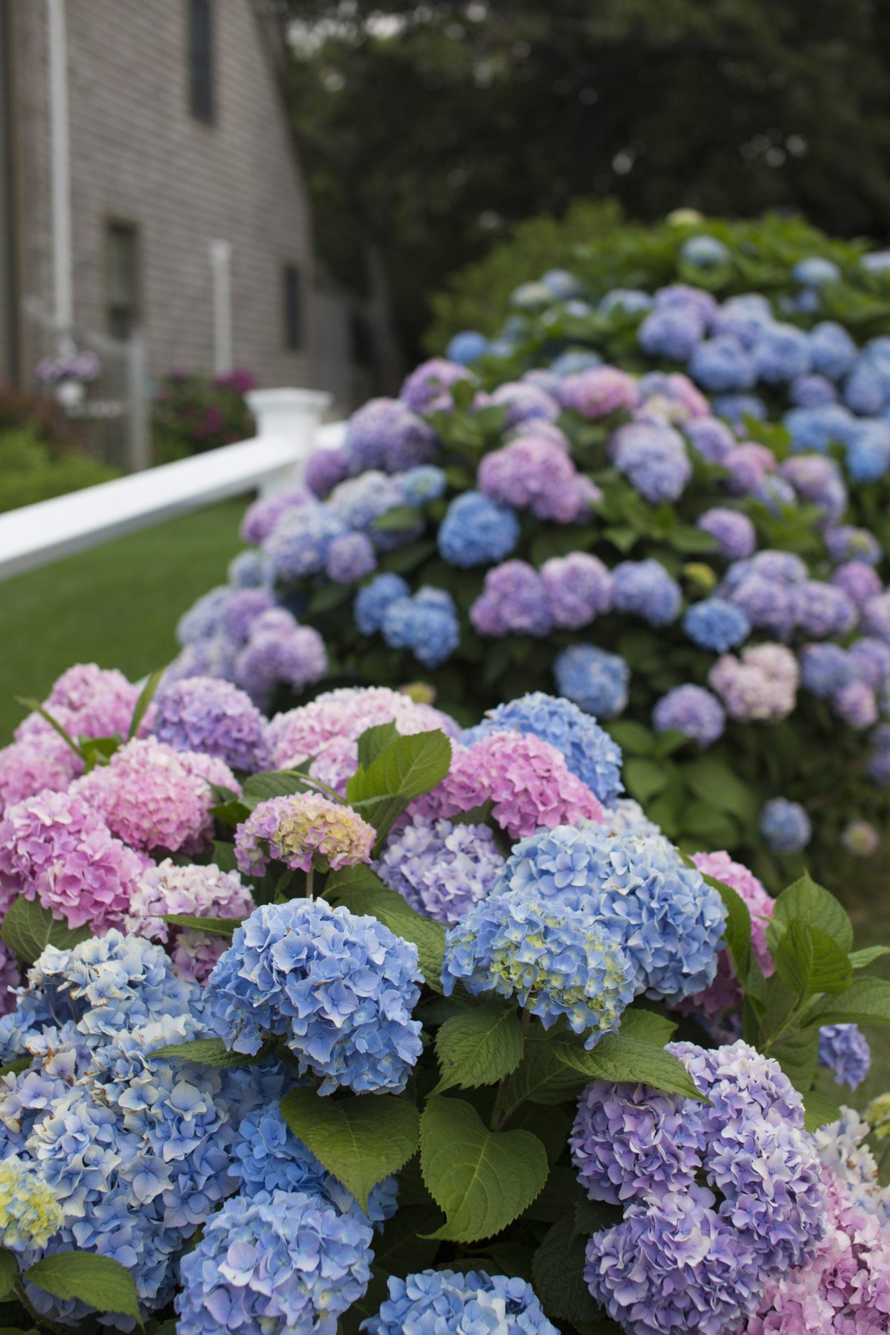 Гортензия крупнолистная Гамбург