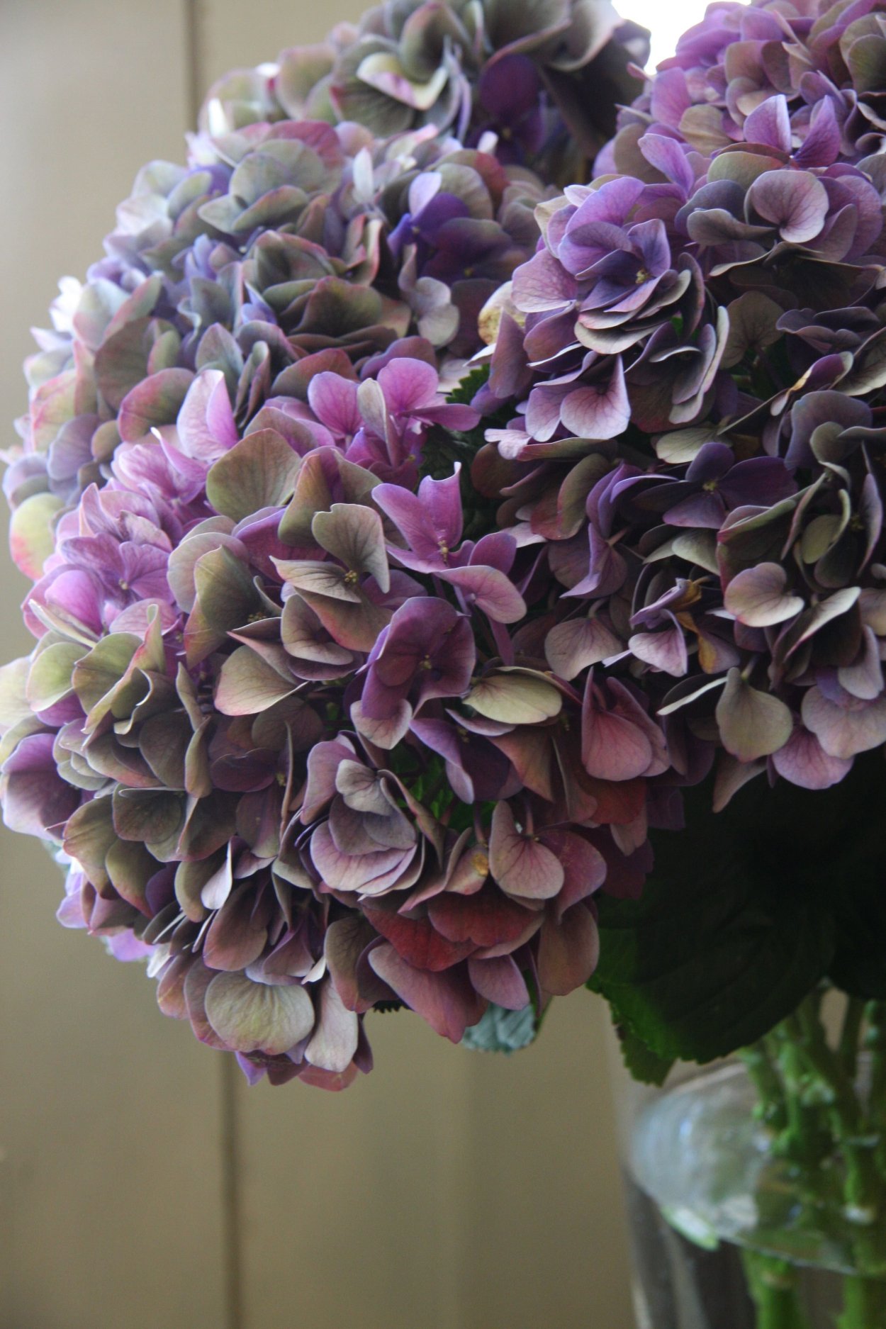 Гортензия Сибилла перпл