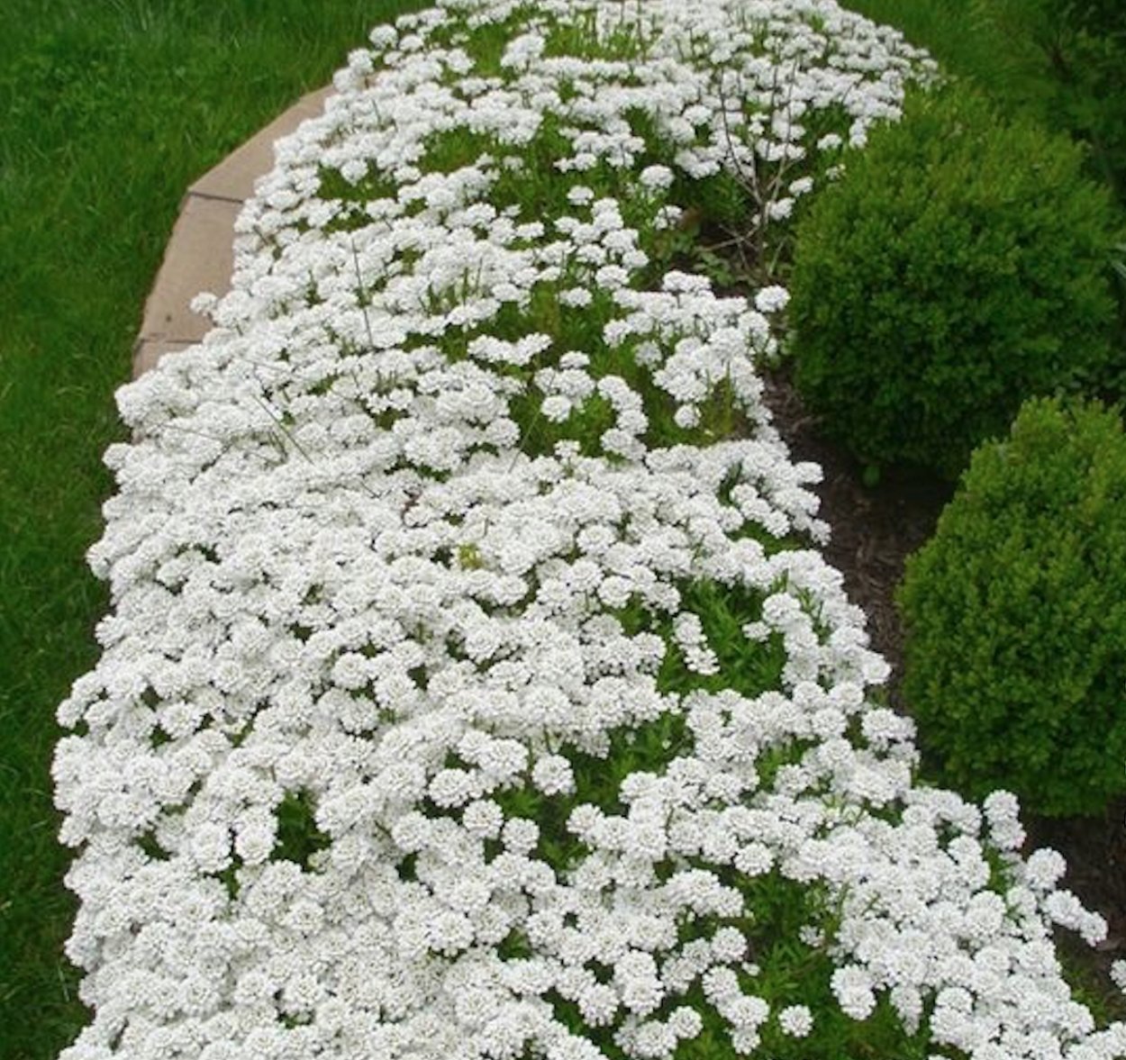 Белые почвопокровные цветы