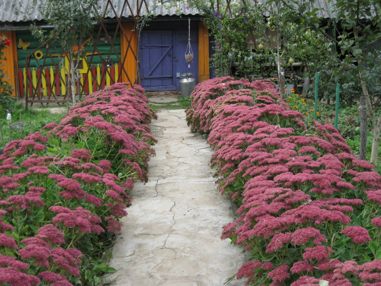 Очиток бордюрный