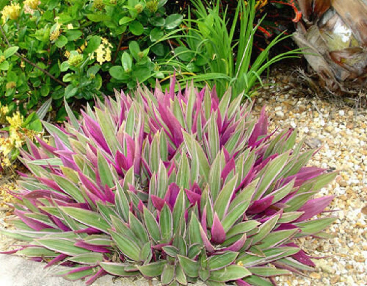 Бордюрные травянистые многолетники