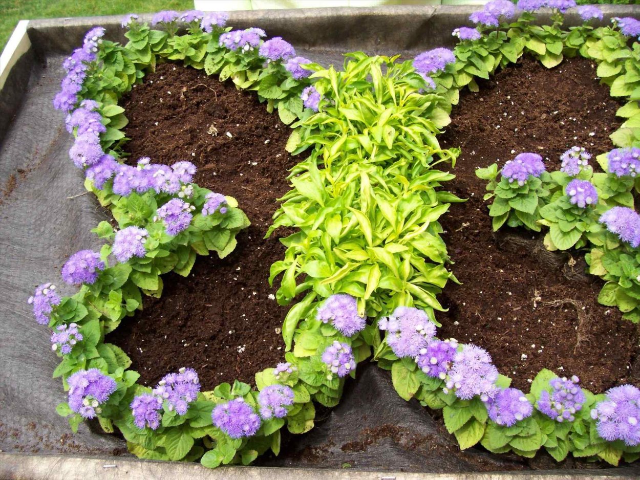 Бордюрные многолетники низкорослые