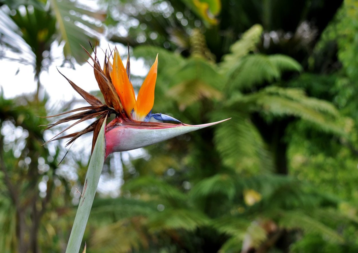 Цветок Жар птица комнатный