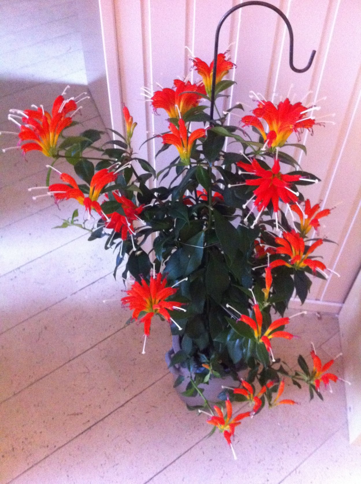 Эсхинантус цветок