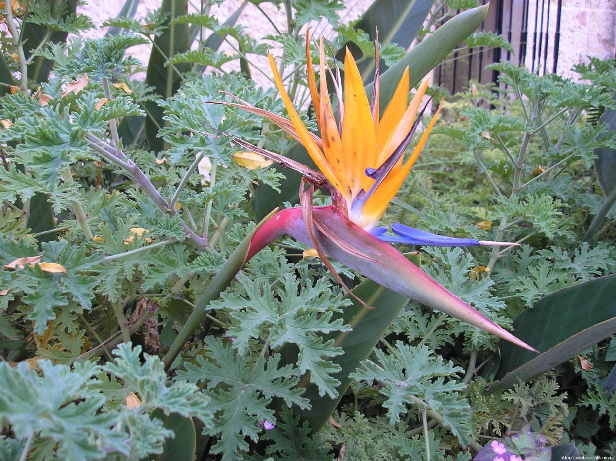 Цветок Жар птица комнатный