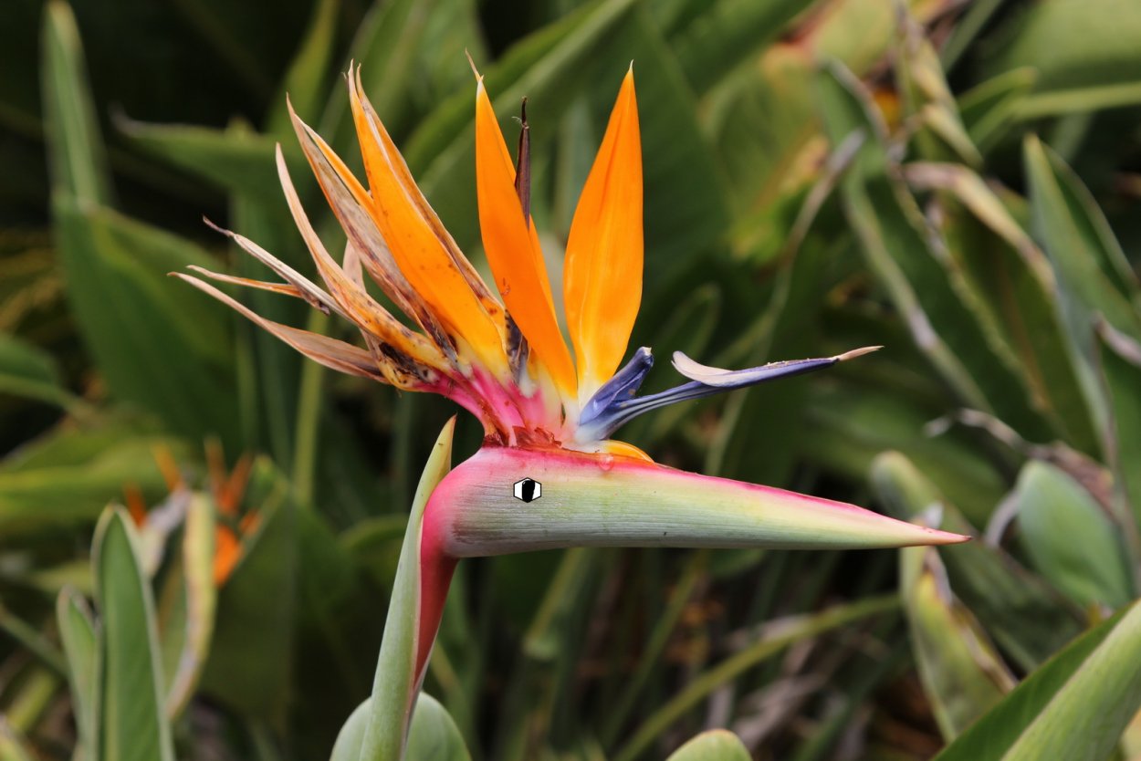 Цветок Стрелиция Жар птица