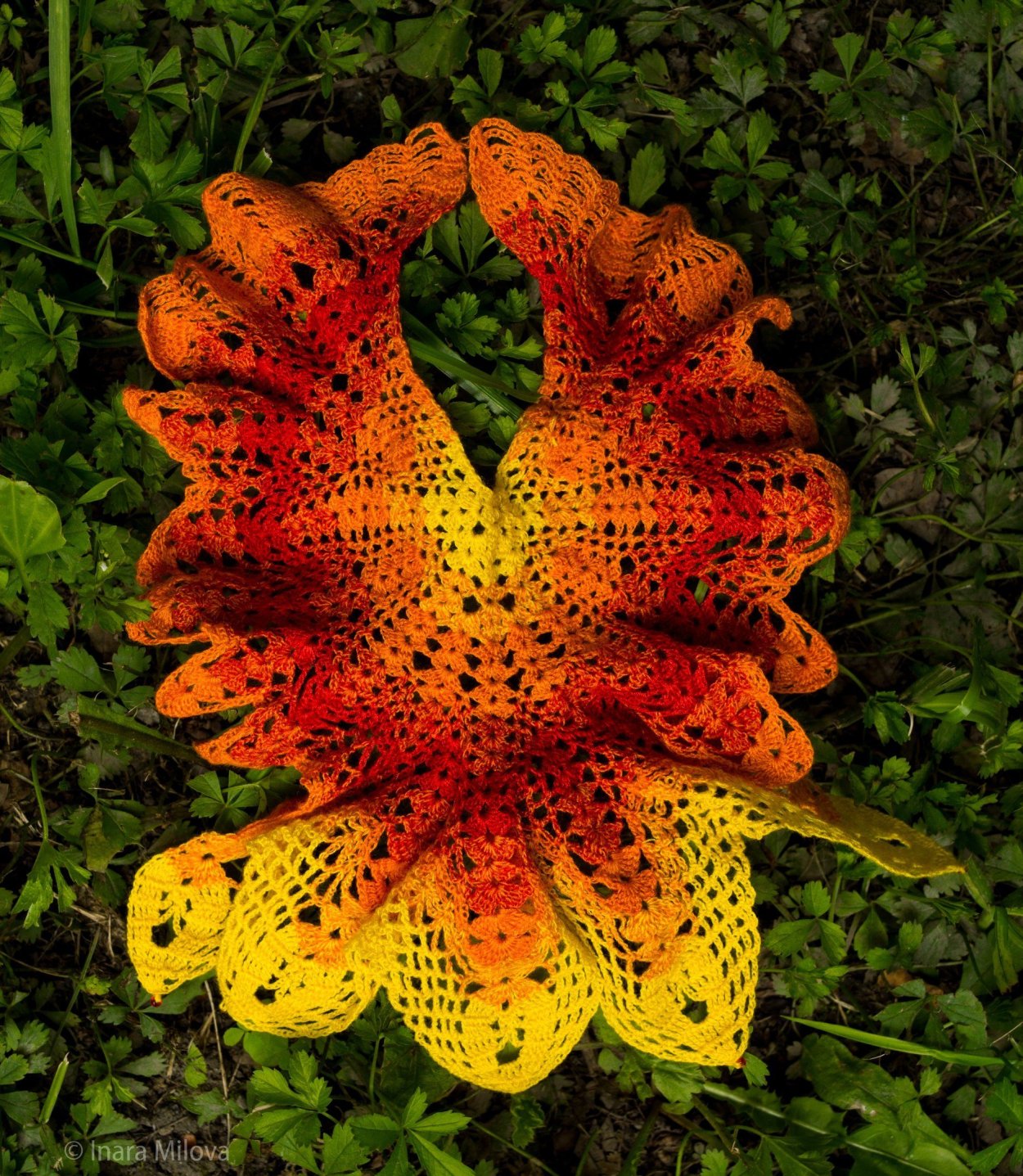 Цветок Жар птица комнатный