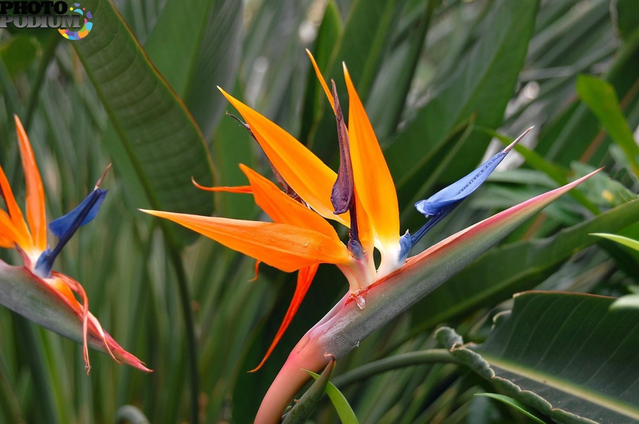 Стрелиция комнатное растение