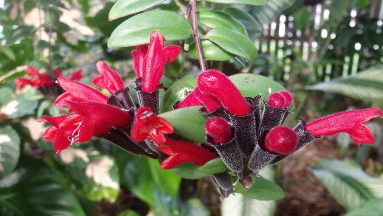 Эсхинантус Белла Донна