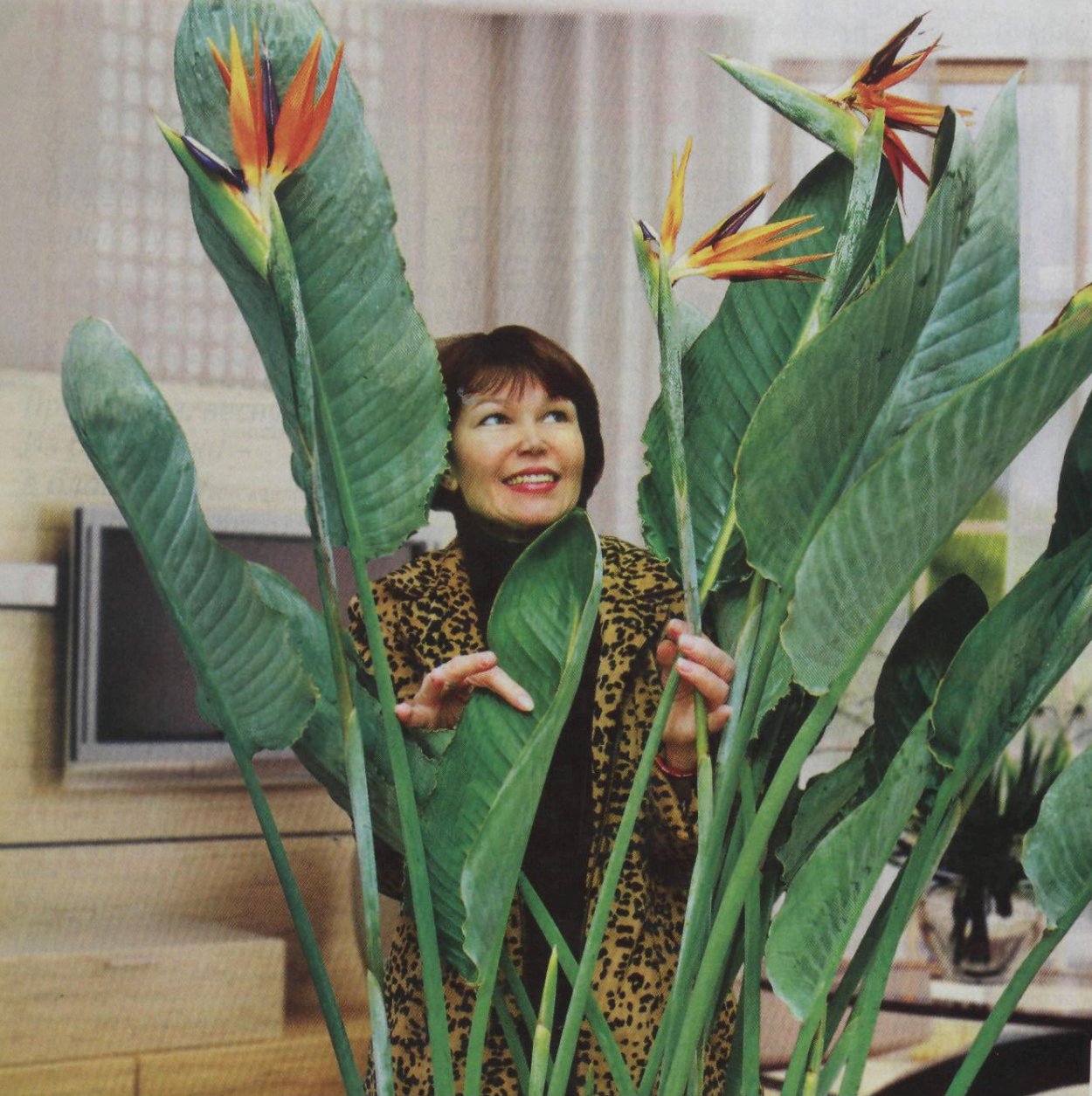 Цветок Стрелиция Королевская