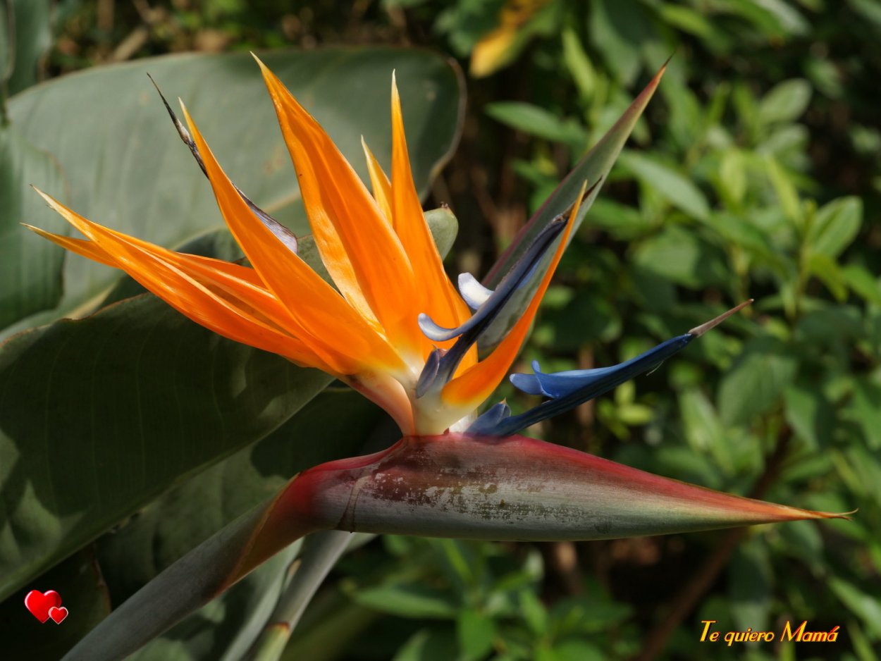 Экзотические цветы для букетов названия