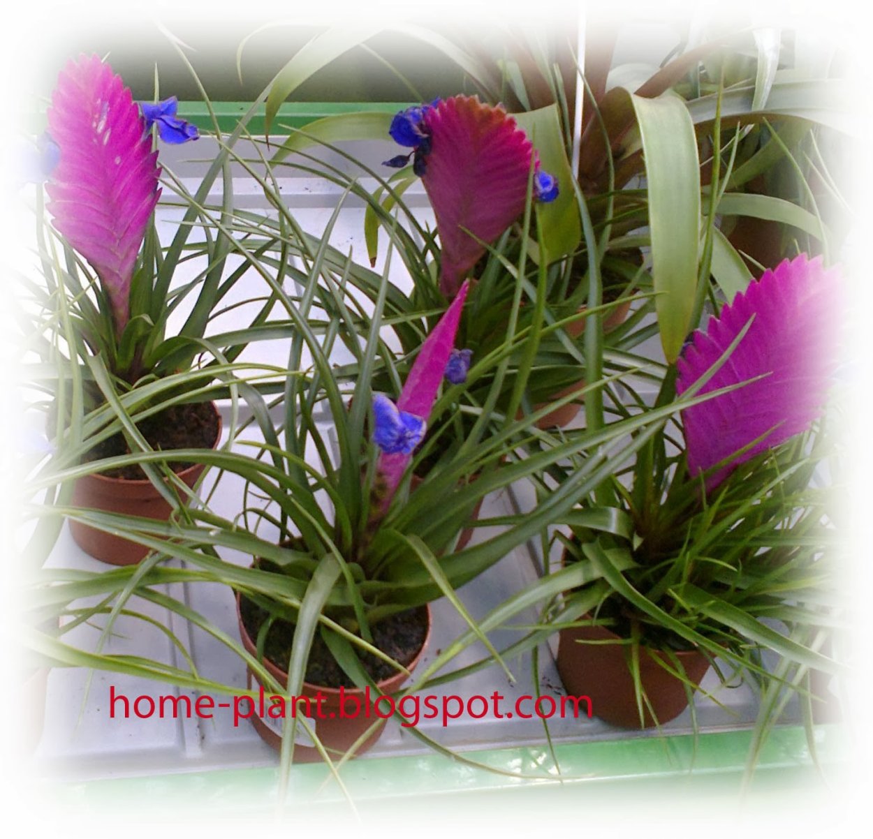 Хвост павлина комнатный цветок