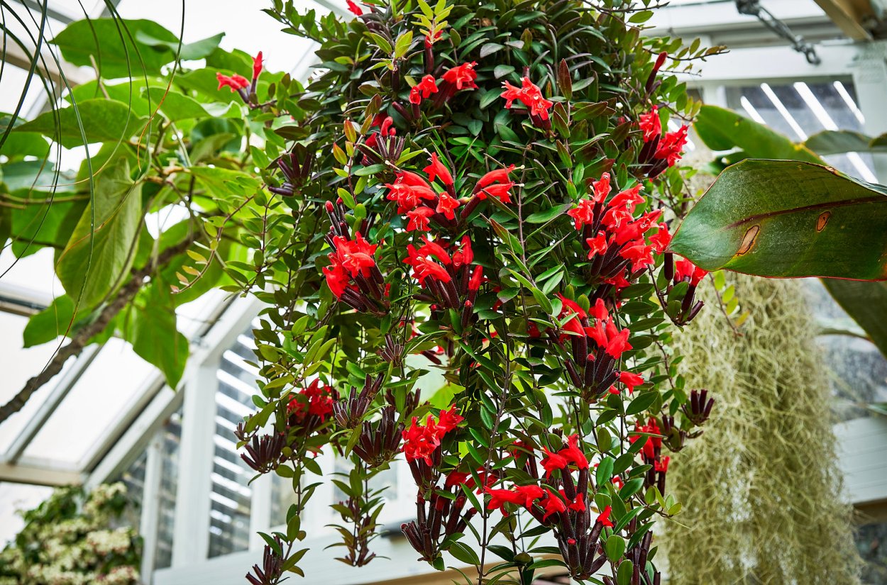 Эсхинантус скальный