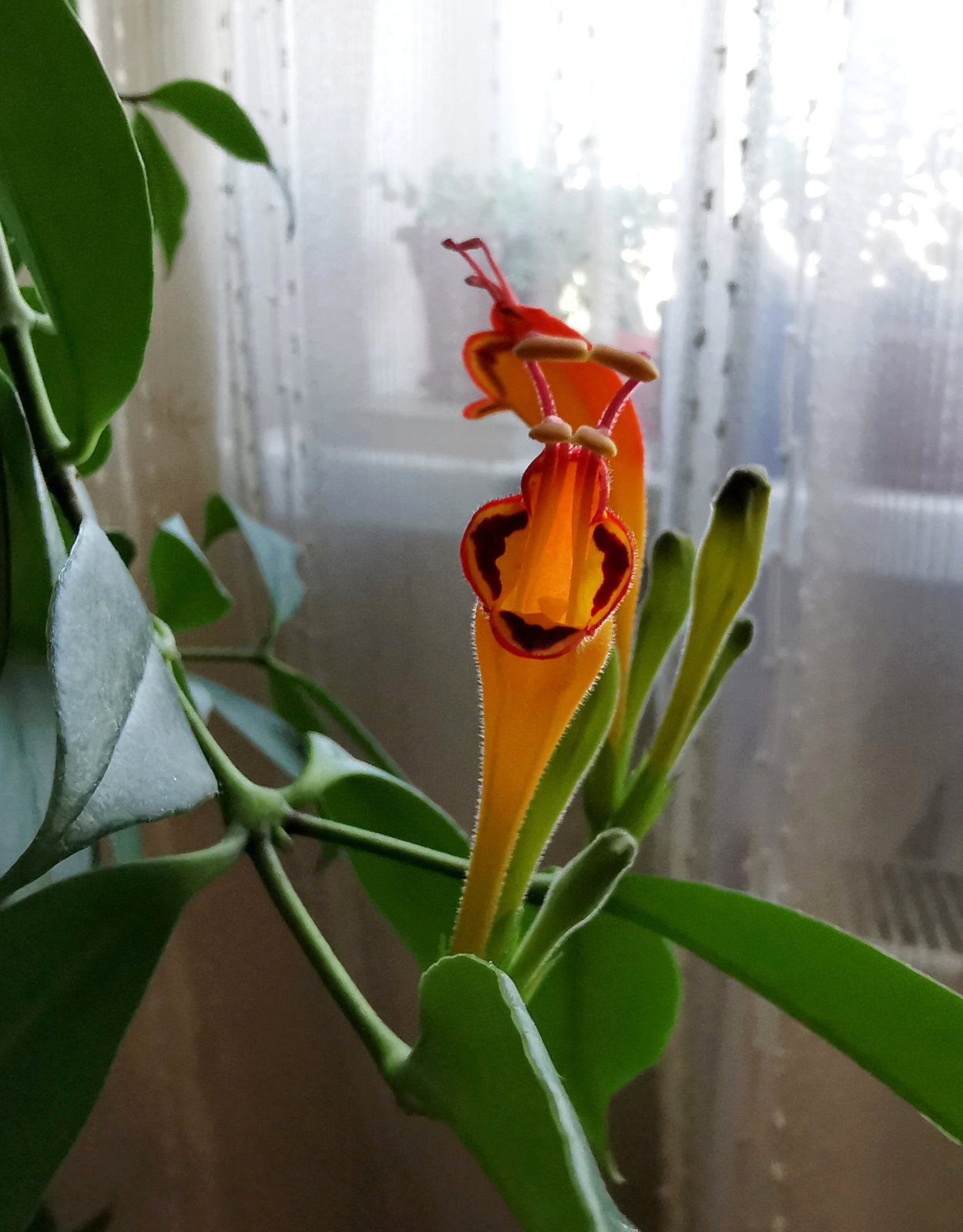 Эсхинантус Жар птица фото