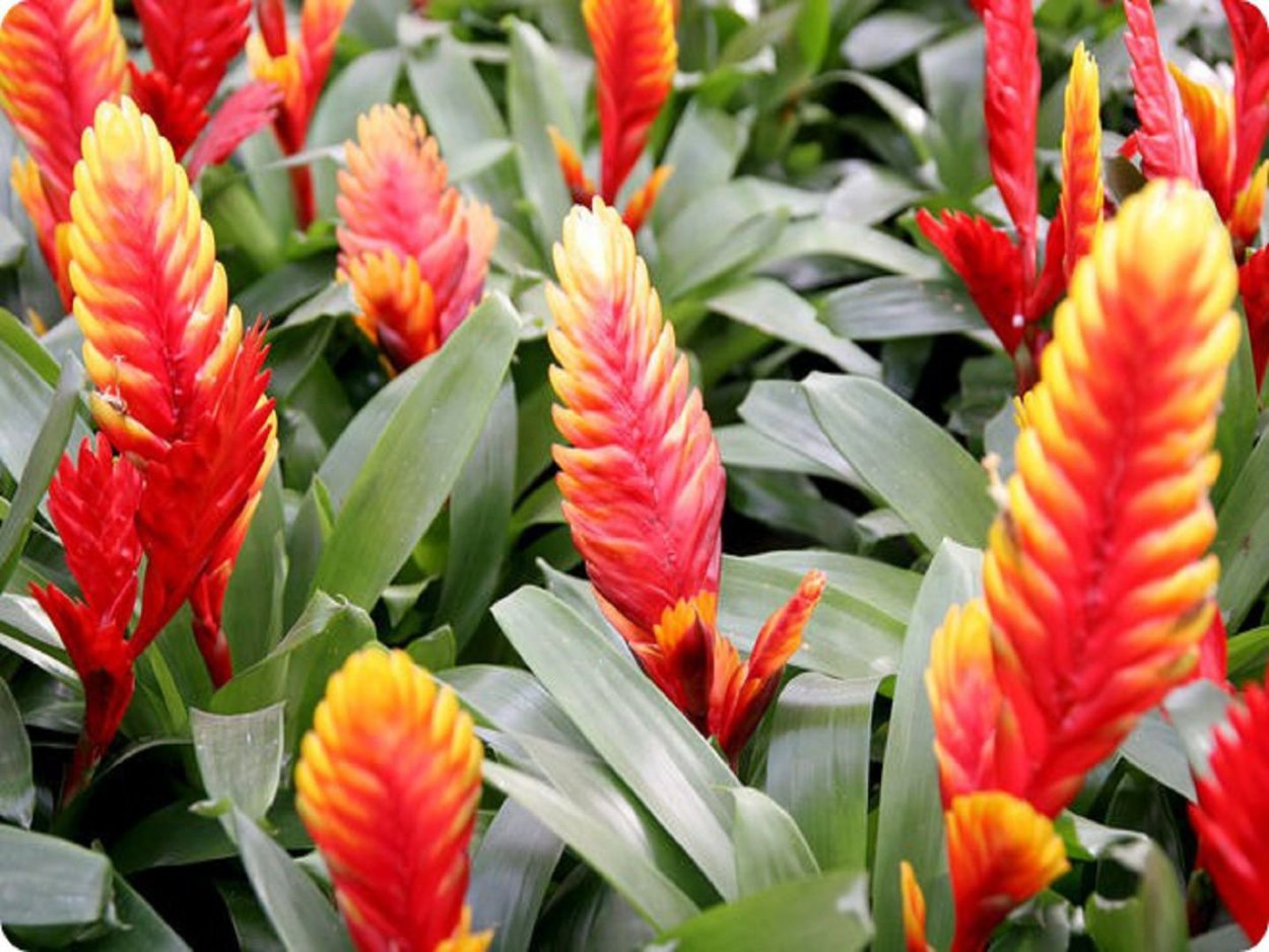 Вриезия Каллисто