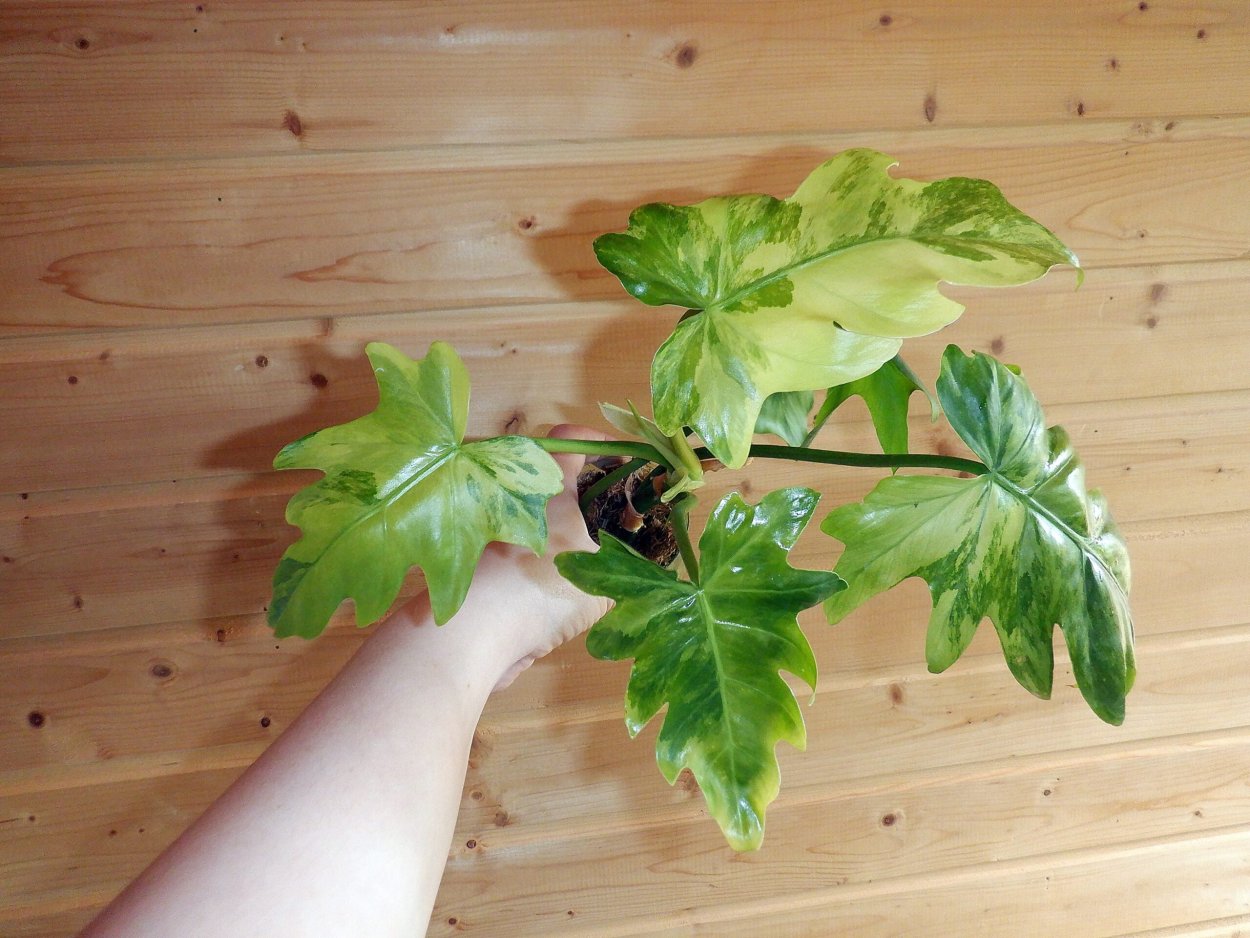 Paper Gold Black Philodendron